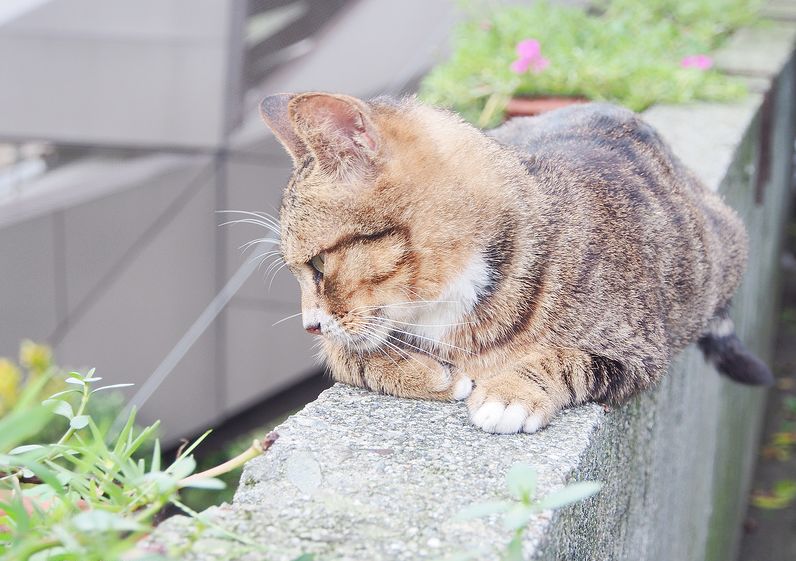 臺灣猴硐貓村散步尋找貓足跡