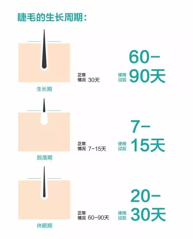 头发生长周期是2-6年,睫毛的成长期却只有1个月,但休眠期却长达3-5个