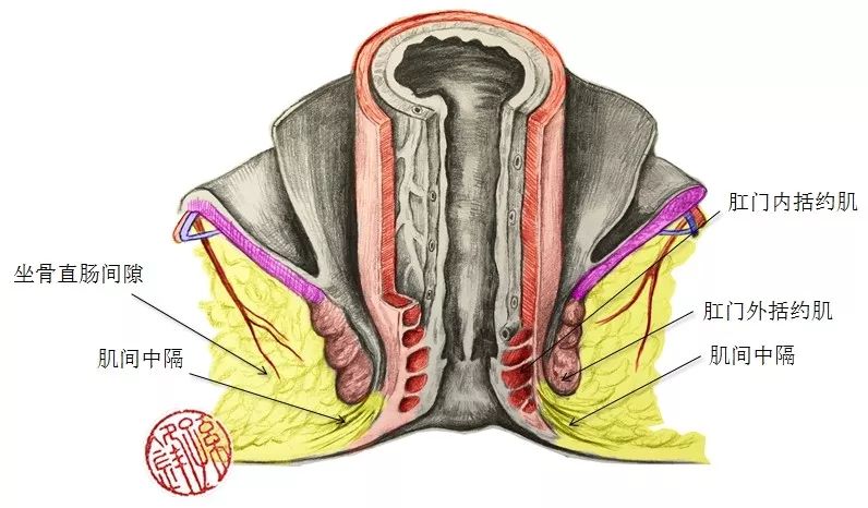 图(3:肛门内外括约肌的肌间中隔分散在坐骨直肠窝的脂肪组织内