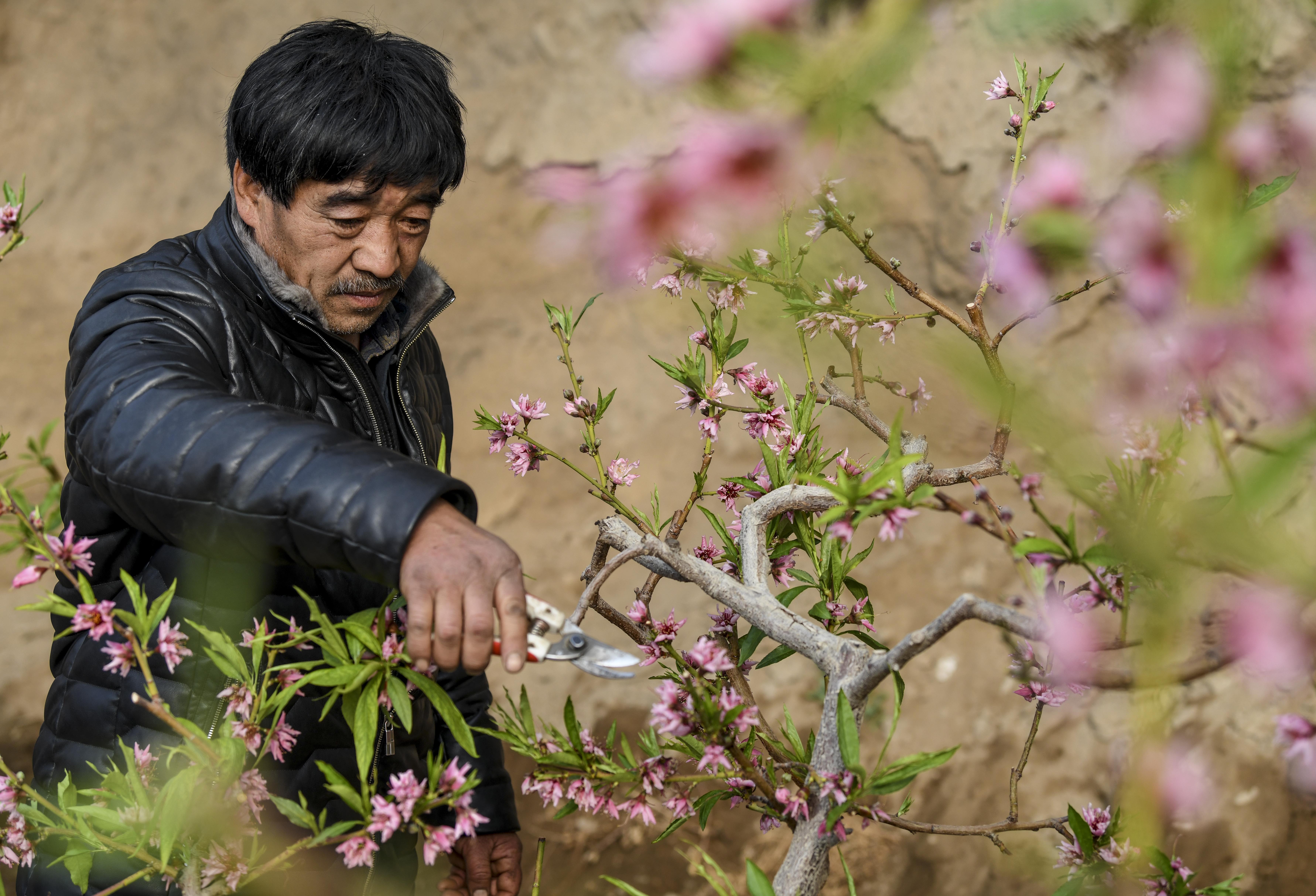 1月27日,在新疆鄯善县辟展镇大东湖温室大棚基地内,种植户修剪桃树