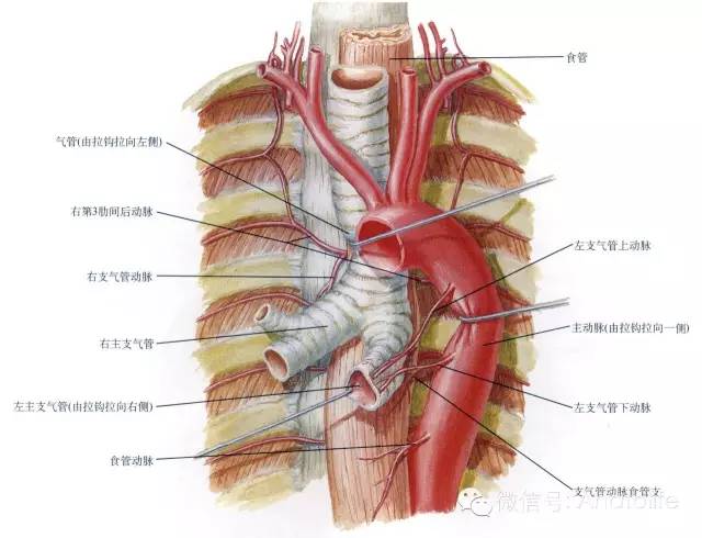 支气管动脉解剖及位置图片