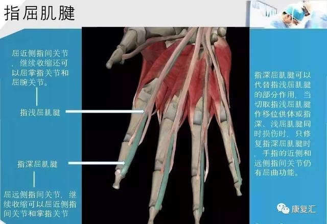 康復基礎手部肌腱解剖及功能