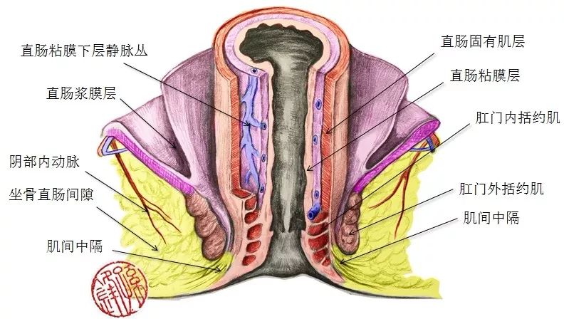 图(8:肛管的解剖