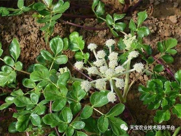 最好的种植时间是11月初中旬"立冬"节为宜,最迟11月底,过早过迟都会