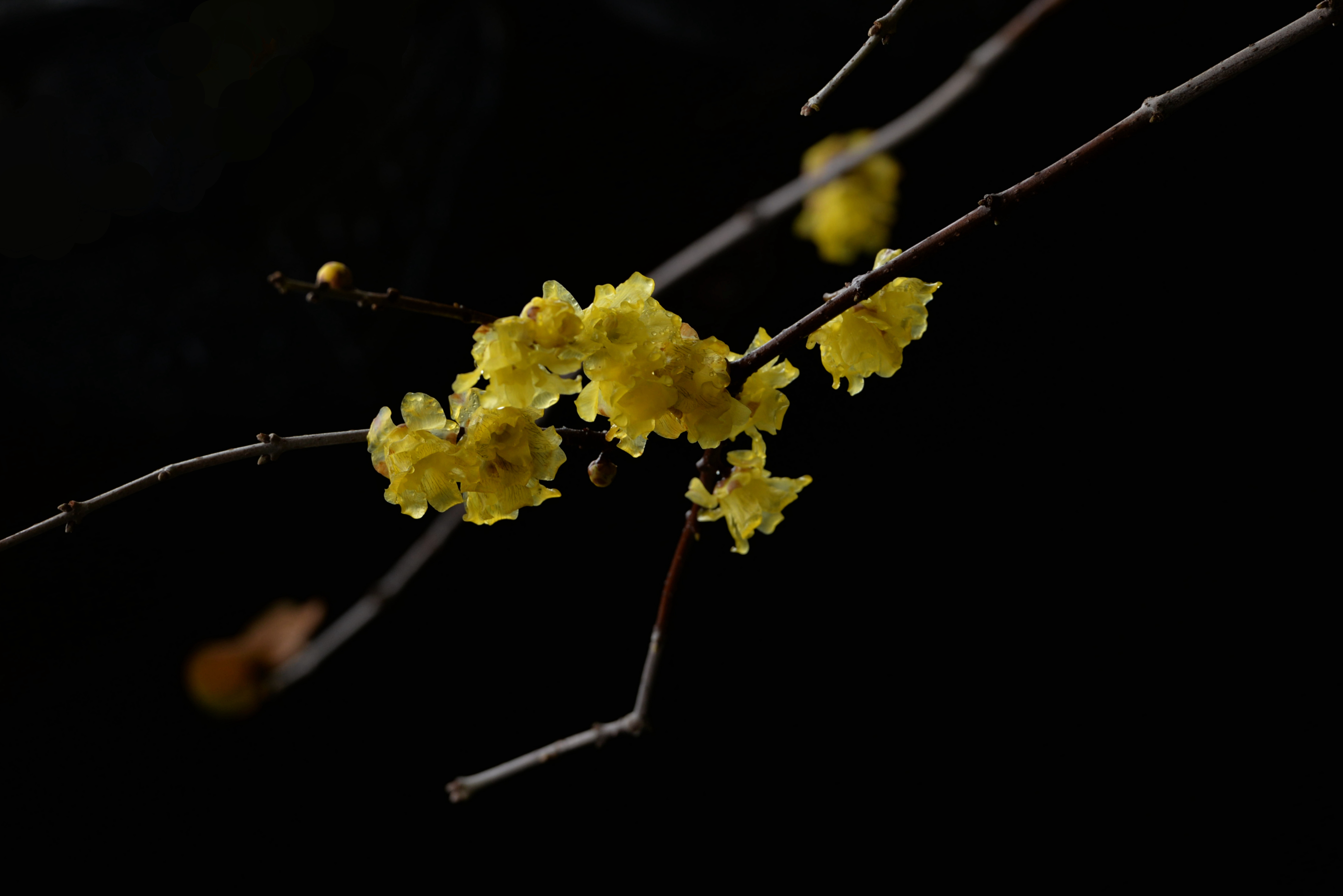 黑底梅花壁纸图片