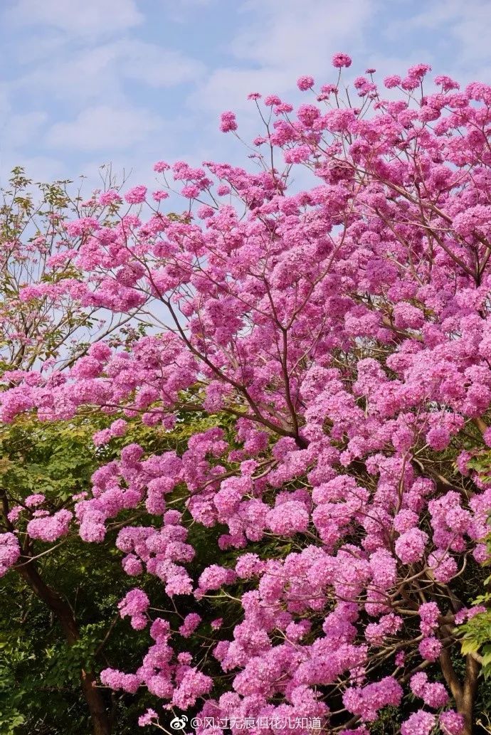 風過無痕但花兒知道交通攻略地址:花都區商業大道和新華路交界處