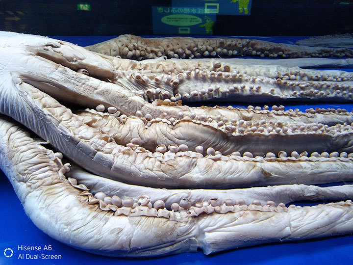 整個水族館還有兩件鎮館之寶,一個是巨型章魚標本,還有一個就是解剖後