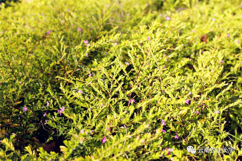 马缨丹(马鞭草科)多花素馨(木犀科)炮仗花(紫葳科)园林地被植物 黄