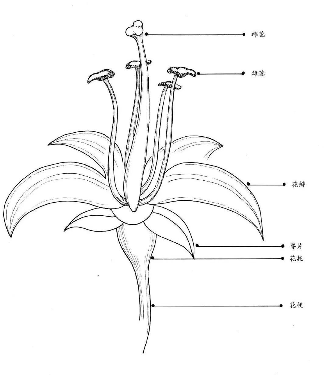 雌蕊怎么画简笔画图片