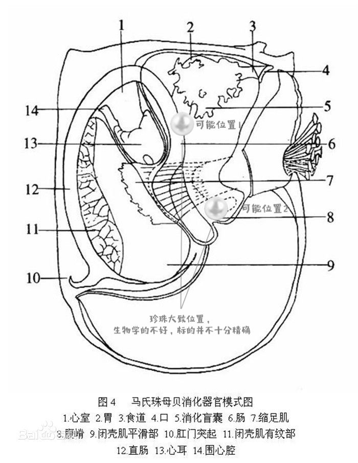 河蚌解剖结构手绘图图片