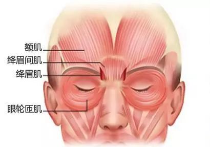 降眉间肌解剖图片