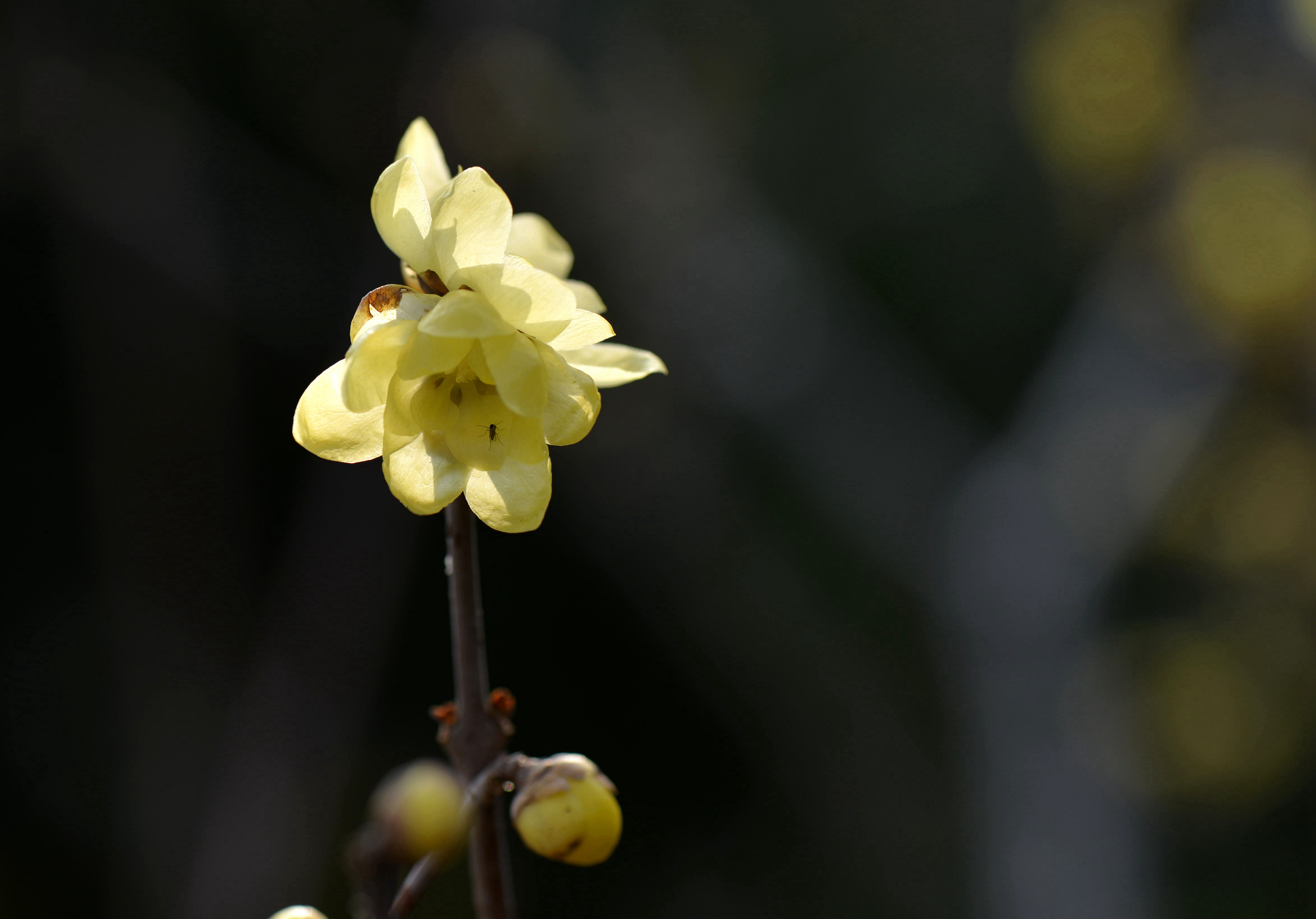 黑底梅花壁纸图片