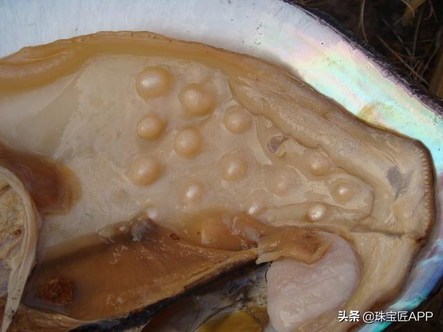 河蚌鳃瓣横切片图片