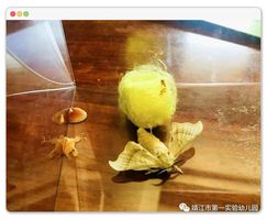 學習故事蠶寶寶養成記