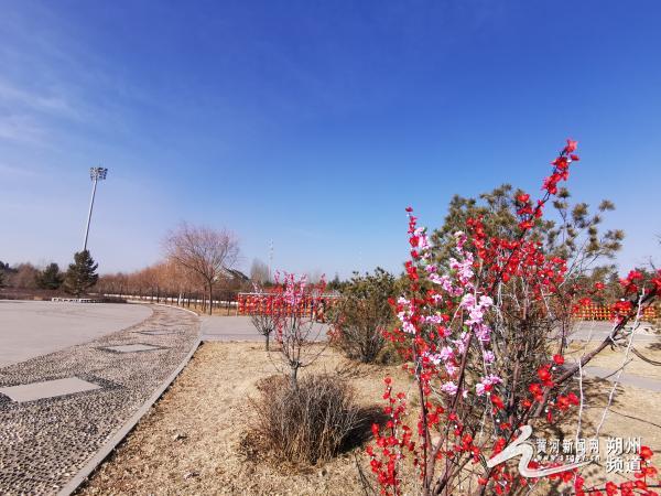 祥和的新春佳節,朔州市政府將在人民公園,朔州老城,金沙植物園,敬德