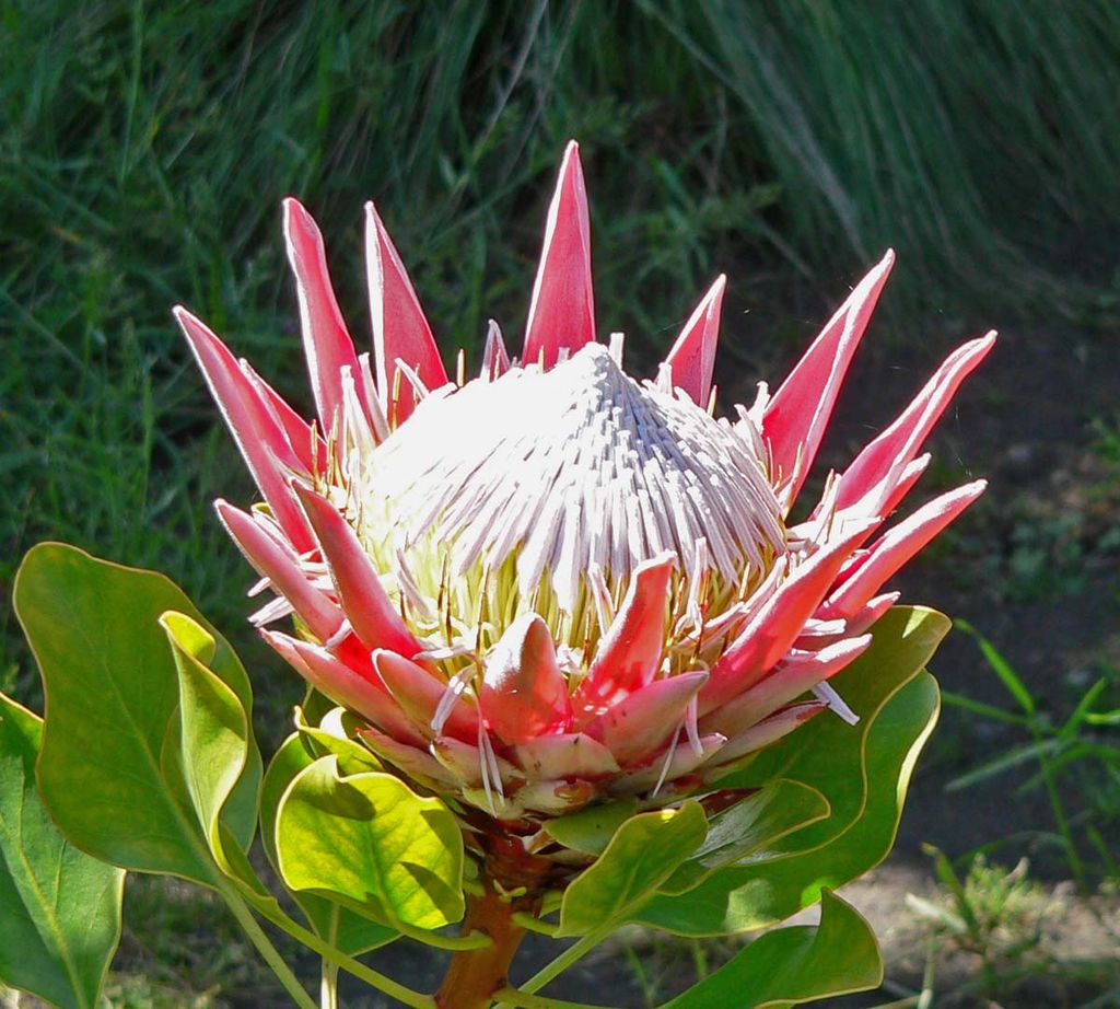 南非！为什么把帝王花作为国花？来一睹“花中之王”的风采！|南非|帝王花|国花_新浪新闻