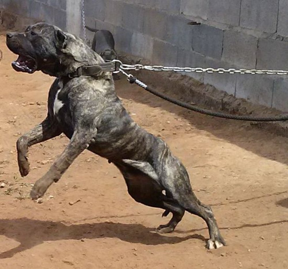 可挑殺狼王的6種猛犬，其中它來自貧窮的國度，卻身價百萬 未分類 第1張