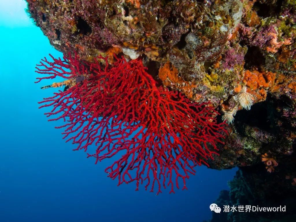 【生物】深海科考隊採摘的紅珊瑚樣本到底是什麼樣的海洋瀕危生物?