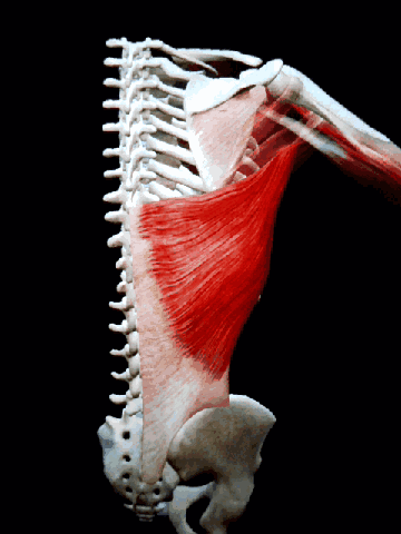 肩胛骨运动方式动态图图片