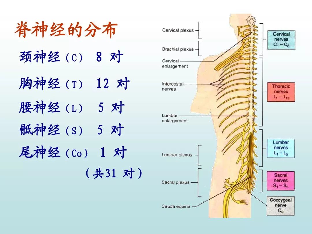 脊神经支配区域分布图,脊支配分布图,脊支配区域图