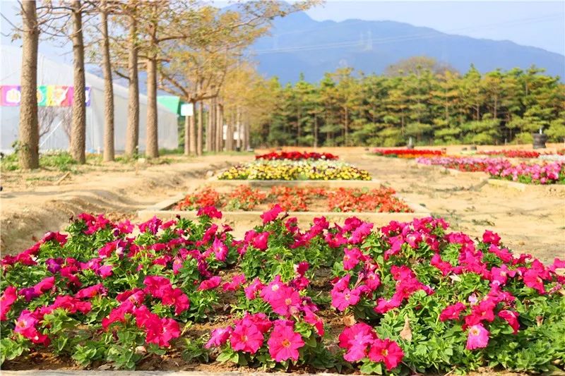 10000張門票帶你暢遊百畝花海動物樂園清遠這座莊園距離市區僅10分鐘