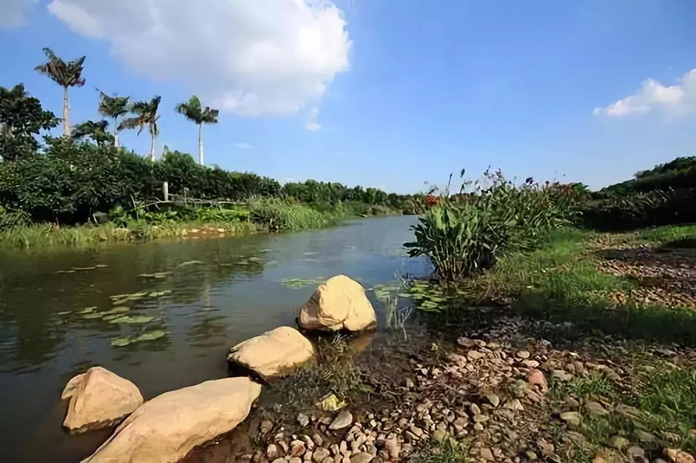 大圳埔湿地公园与此同时,位于石排镇的燕窝湿地公园,位于大朗镇的