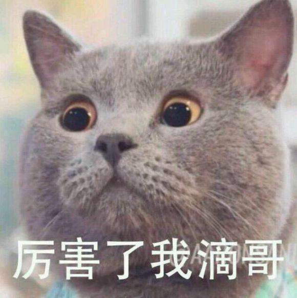 主人把英国短毛猫养成了表情包!猫咪:买我的时候你不是这样的