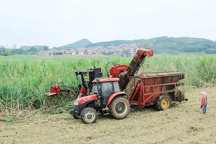 武鸣区力推甘蔗生产全程机械化