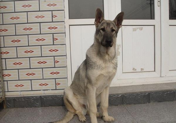 正宗狼青犬图片小时候图片