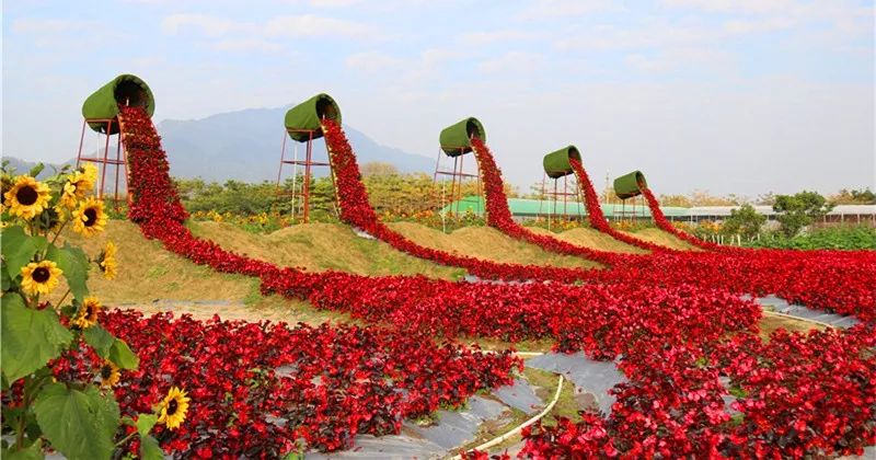 清远花卉小镇图片