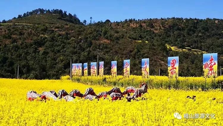 油菜花却是开得正灿烂峨山县塔甸镇到富良棚乡的公路沿线在大部分地方