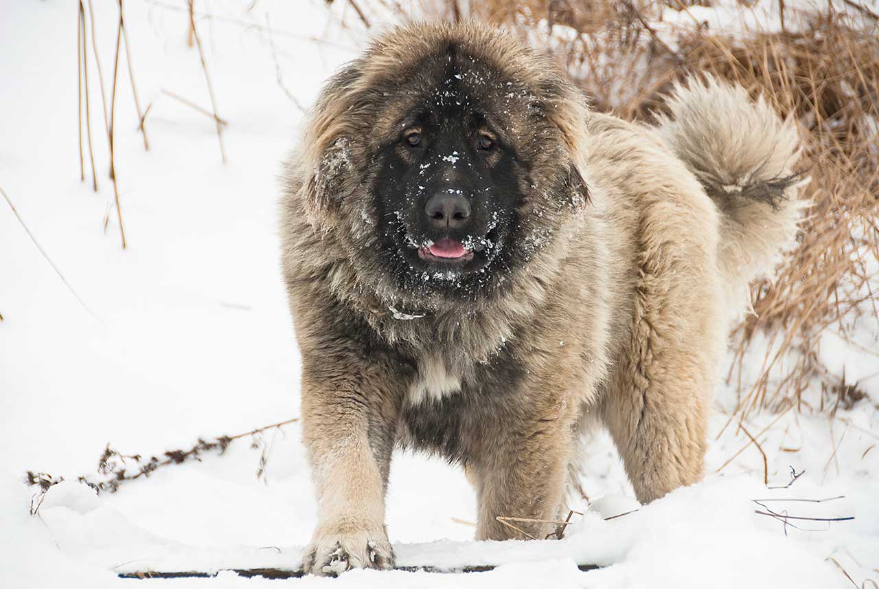 可挑殺狼王的6種猛犬，其中它來自貧窮的國度，卻身價百萬 寵物 第2張