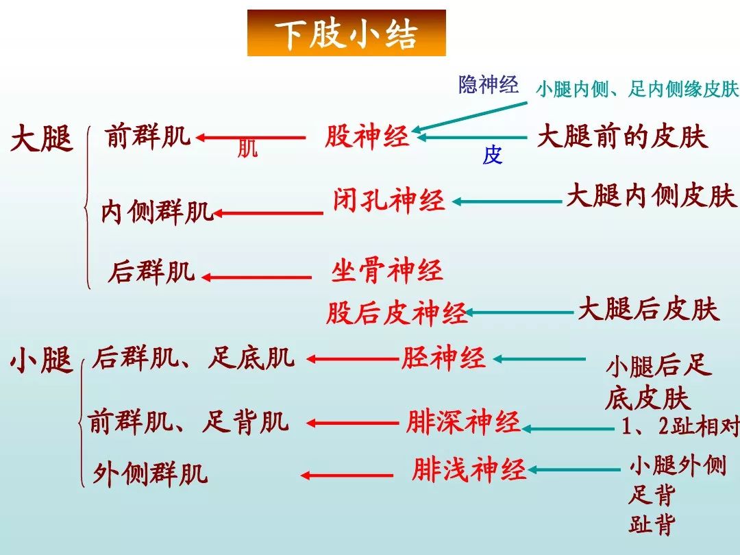 周圍神經系統脊神經