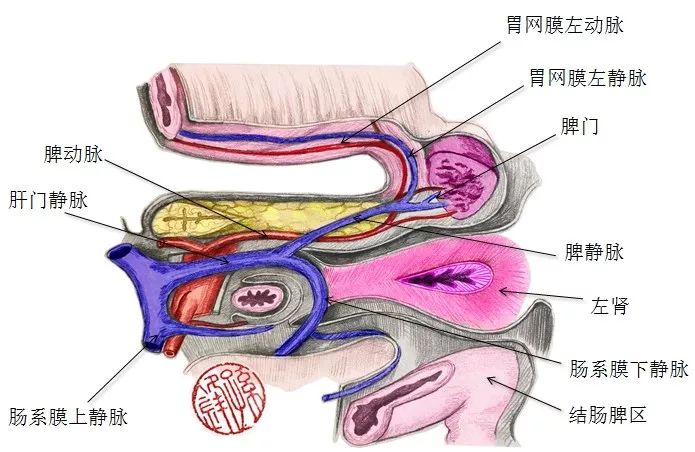 醫學筆記|左半結腸切除術必備的解剖基礎:脾門附近的