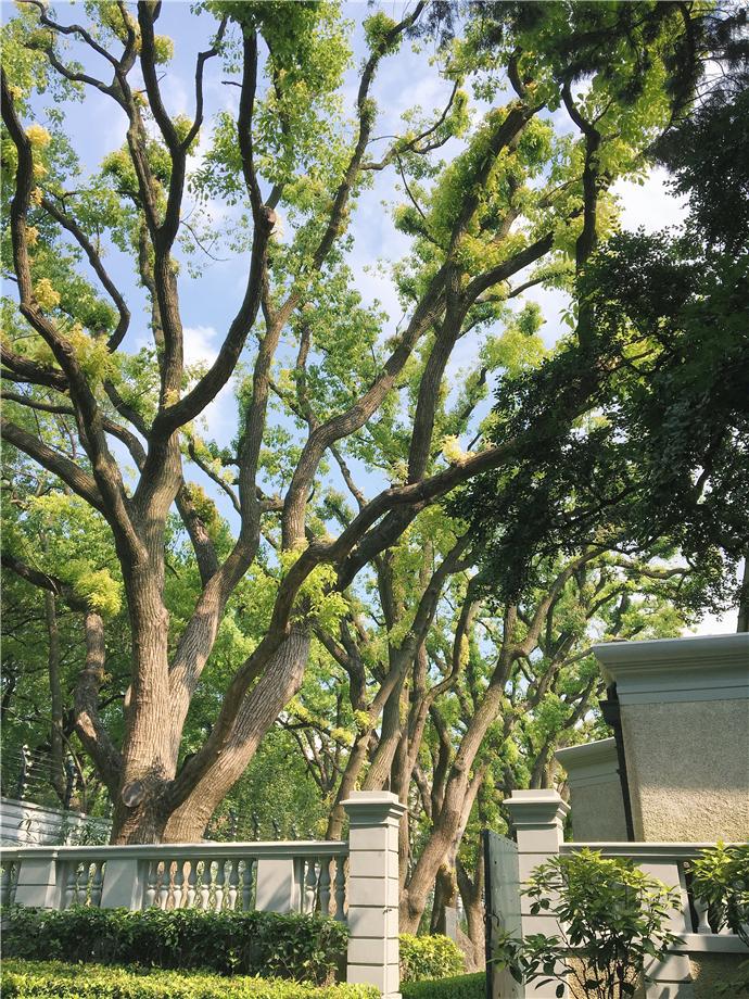 春节出游还挤外滩,南京路?上海闹市的这座民国公馆,人少景美_宋庆龄