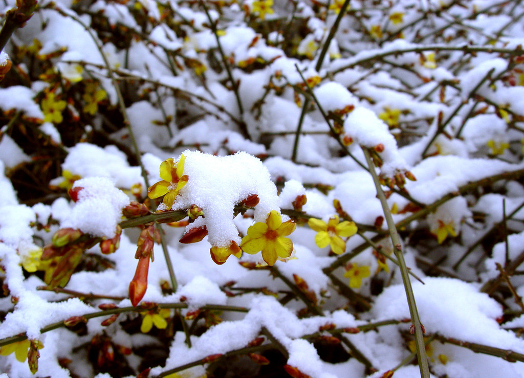 北方露天越冬花卉图片