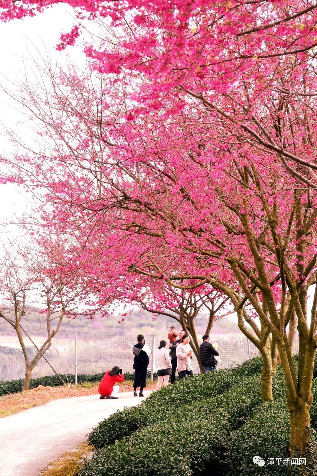 "中国樱花美 漳平最先开(2019)第八届樱花文化旅游节开幕