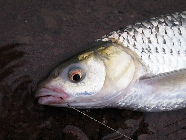 它被钓鱼人俗称为假草鱼一双红眼睛十分显眼