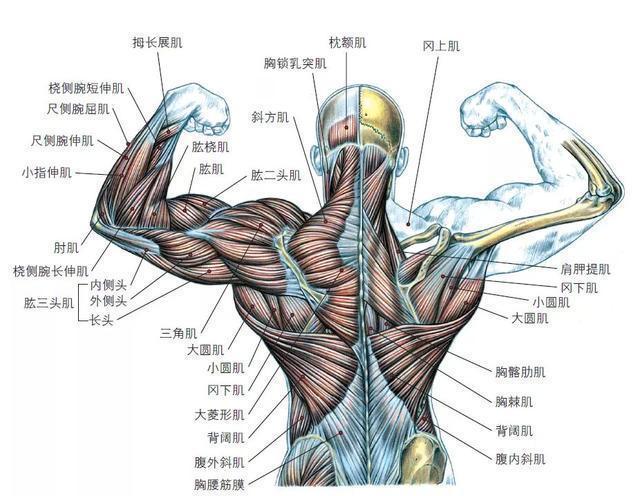 背部肌肉不够宽厚?6个动作打造你的倒三角身材