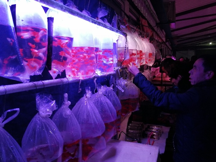 临近春节,鞍山市三台子观赏鱼交易中心,众鑫水族大世界等市场人声鼎沸