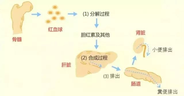 膽紅素分解過程