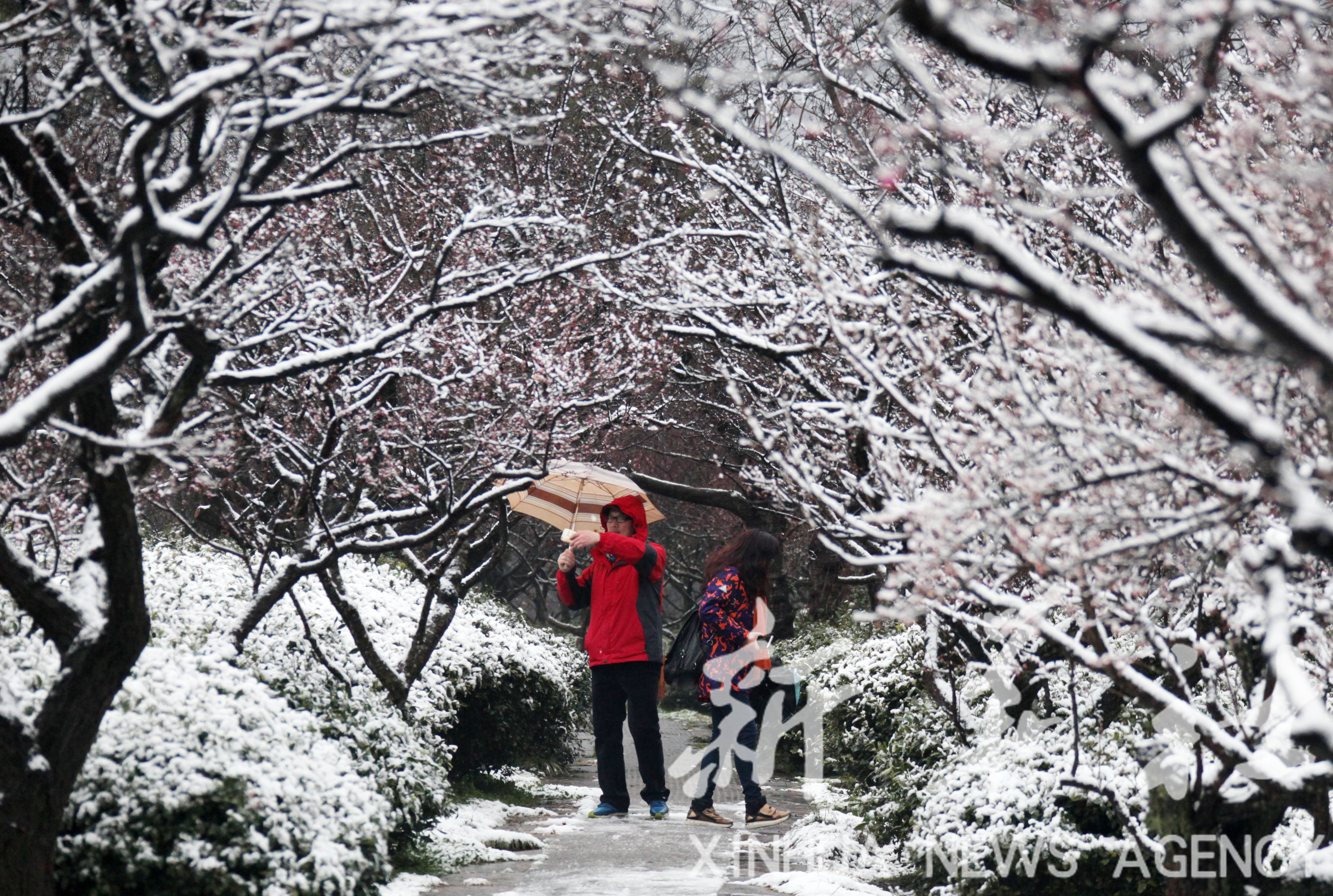 踏雪赏梅