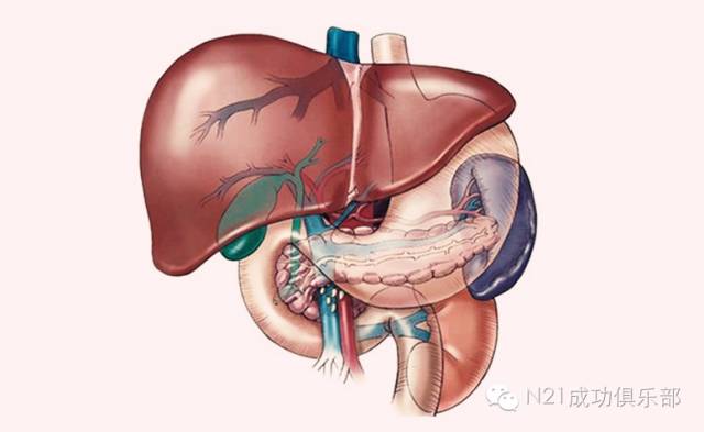 它對健康影響您知道嗎?肝臟是人體非常重要的器官,有多重要?