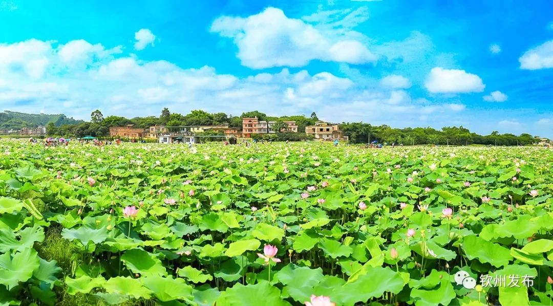 欽南區(4人)黃恆南 久隆鎮平新村關草塘村(自然村)蘇小芳(女) 康熙嶺