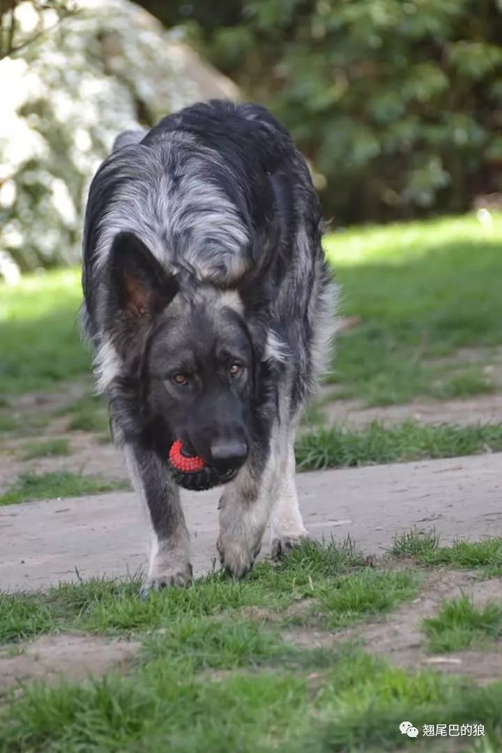 老版长毛德国牧羊犬图片