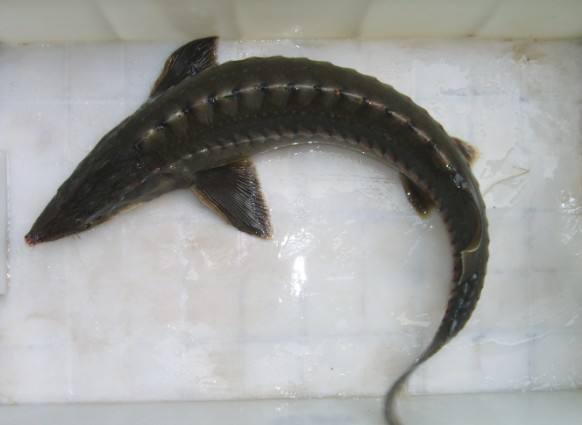 与鳇鱼均为黑龙江省特产鱼类,鲟鱼是典型河道鱼类,以黑龙江上,中游