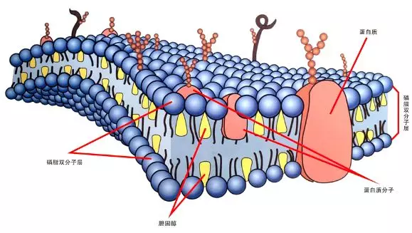 几乎每个细胞的细胞膜都是双层结构,即由两层磷脂质所构成,磷脂质的