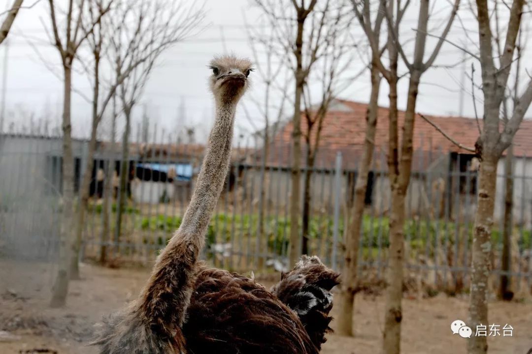 啟東首家動物園就在江天生態園2月1日開放