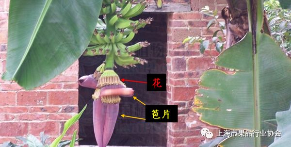 让你开眼界:香蕉和芭蕉