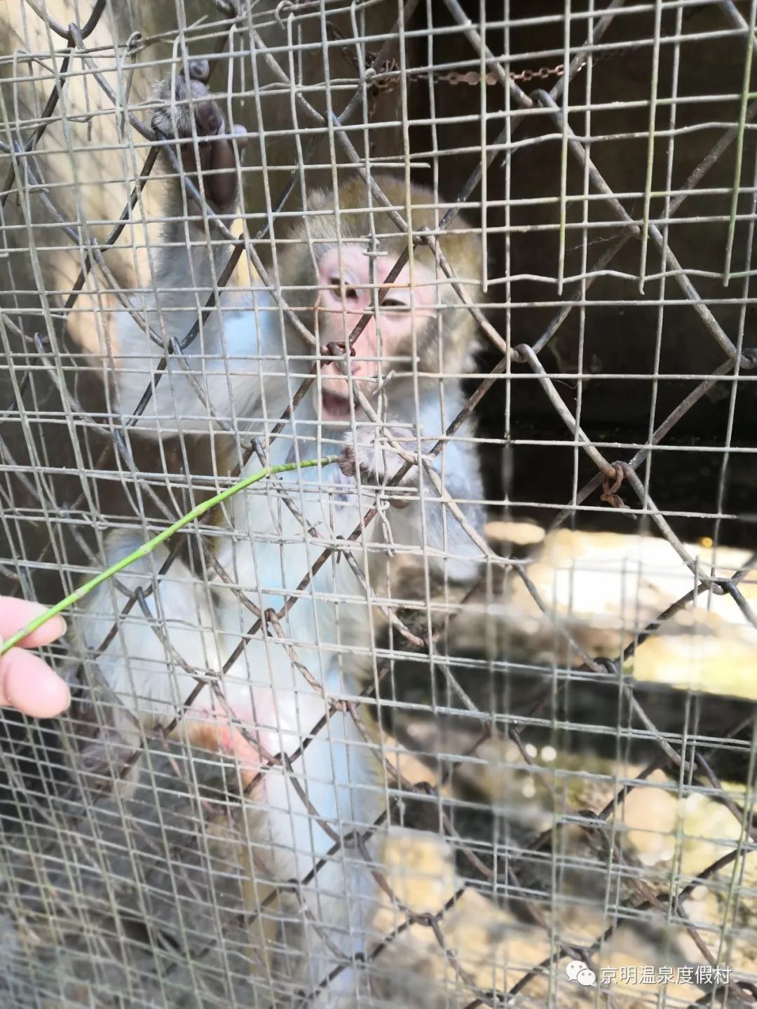 揭西京明溫泉度假村讓你樂翻天!_動物園